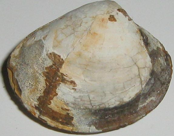 Bivalve da Ronc